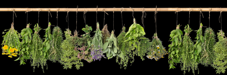The Black Herbarium: Archives of Ritual Botany